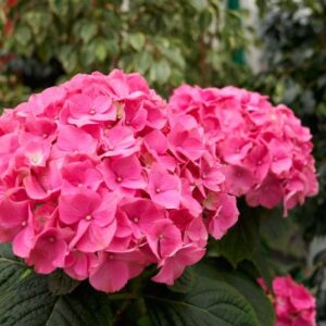 agent_inrosire_hortensii_1kg_optimized