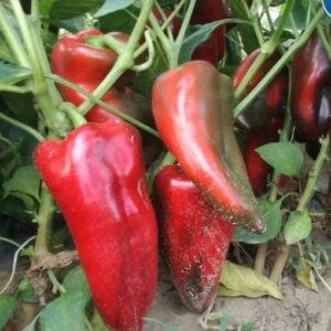 ardei_lung_picior_de_elefant-1