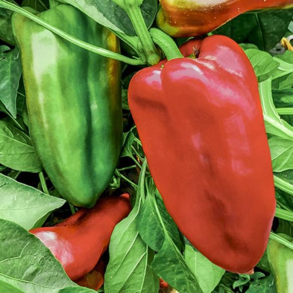 SEMINTE ARDEI PICIOR ELEFANT 10GR EC - MS