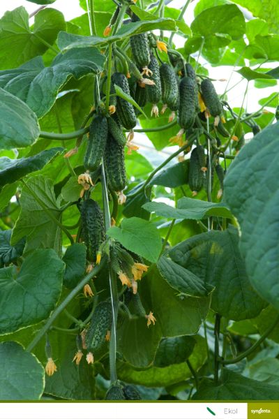 SEMINTE CASTRAVETI EKOL F1 NETRATAT 500SEM SYN - imagine 2