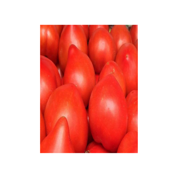 SEMINTE TOMATE PREKOS F1 250SEM - MS