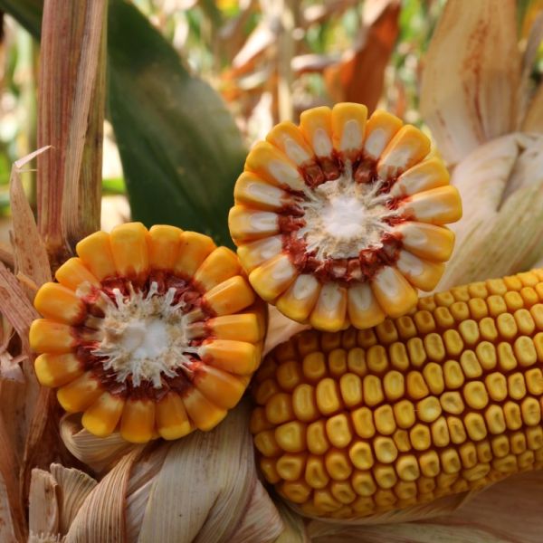 Samanta Porumb KARPATIS INITIO 25MB