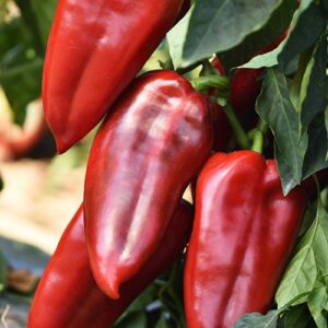 SEMINTE ARDEI URECHE ELEFANT ROSU 25GR - MS