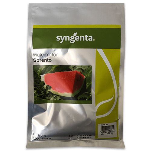 Seminte Pepene verde SORENTO F1 - 1000 SEM