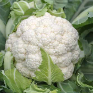 Seminte conopida Clapton F1 2500 sem