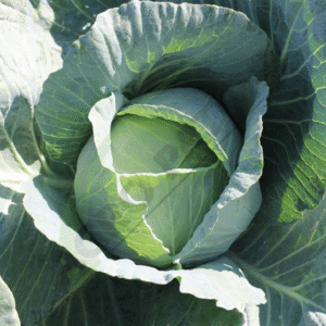 Seminte Varza Victoria